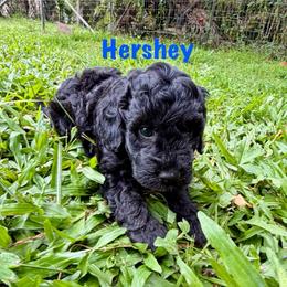Hershey - Black male Goldendoodle puppy in Captain Cook, Hawaii from Big Island Goldendoodles
