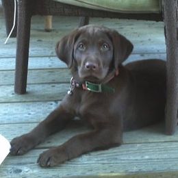 Labrador Retrievers from Sandra Stembridge's Labrador Retrievers