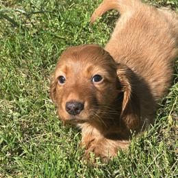 Longhair male - Red male Dachshund puppy in Brevard, North Carolina from Morgan’s Dachshund’s & Aussies