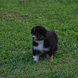 Australian Shepherd Puppies from Platinum Edition