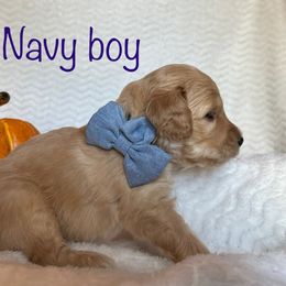 Goldendoodle Puppies from Jaymie's Doodles