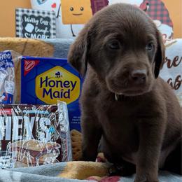 Yellow - Chocolate female Labrador Retriever puppy in Heath Springs, South Carolina from Rich Hill Retrievers