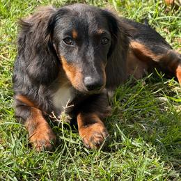 Dachshund puppies from Dickeys Doxies