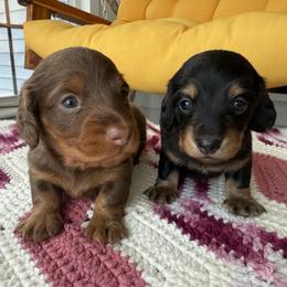 Dachshund puppies from S&H Teenie Weenie Dachshunds