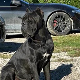 Stella bella - Cane Corso