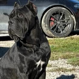 Stella bella - Cane Corso