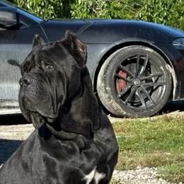 Stella bella - Cane Corso