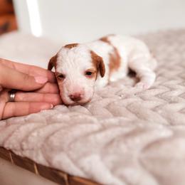 Siwash - Blenheim female Cavapoo puppy in Idaho Falls, Idaho from Freckle Paw Family