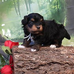 Beau - Red sable male Havanese puppy in Salt Lake City, Utah from Steal Your Heart Havanese