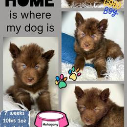 Mohagany - Red and white male Siberian Husky puppy in Florence, Kentucky from Moonlight Howl Huskies