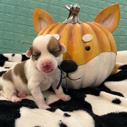 Lulu - White and red female Pembroke Welsh Corgi puppy in Saint George, South Carolina from Carolina cotton candy corgis