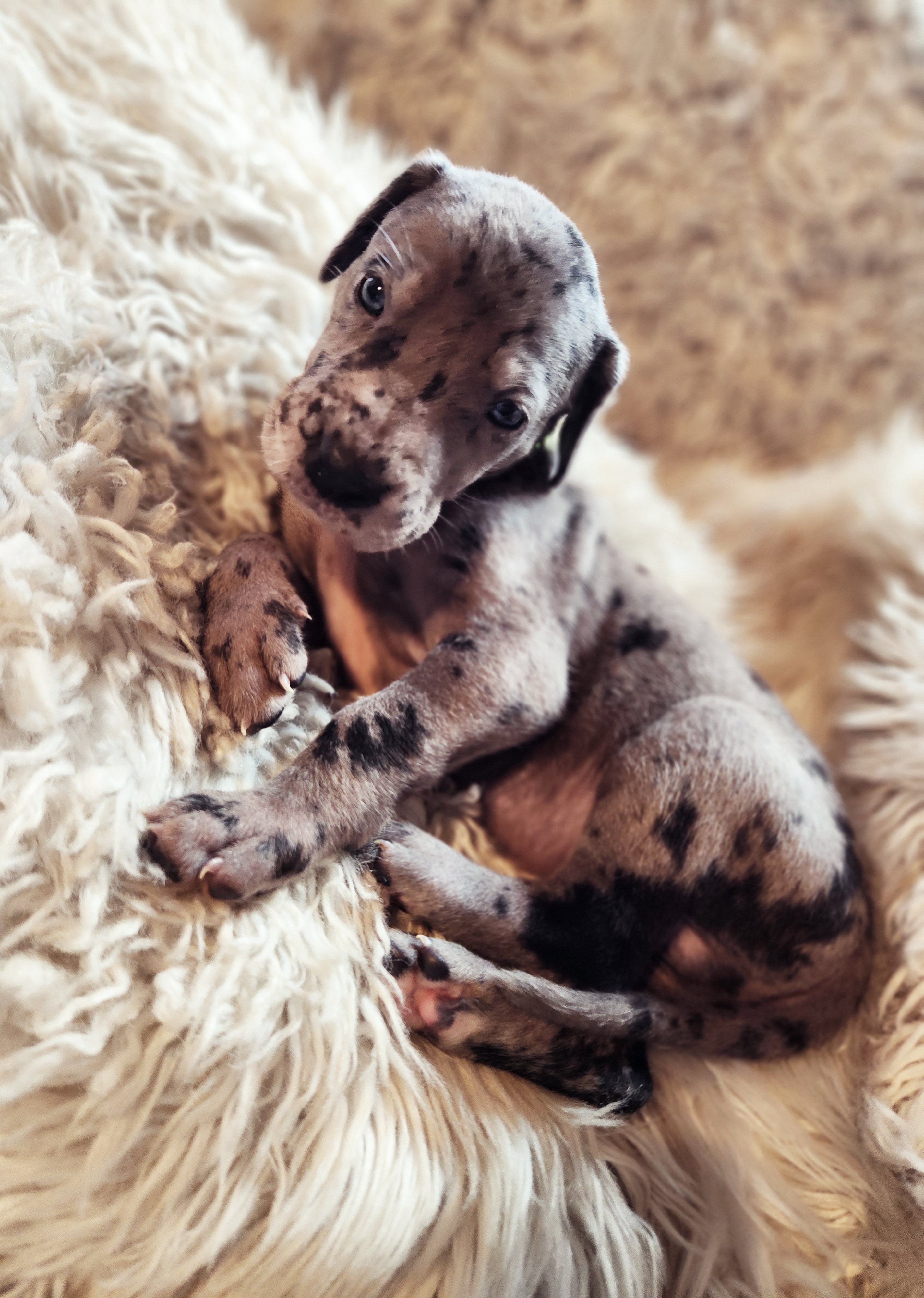 December - Merle Great Dane puppy in California from Bolo K9 Kennels
