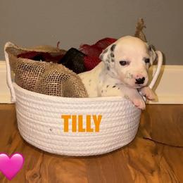 Tilly - White and black female Dalmatian puppy in Des Moines, Iowa from Spot Splattered Dalmatians