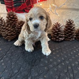 Grey Boy - Buff and white male Cocker Spaniel puppy in Ardmore, Oklahoma from Grace Cocker Spaniels
