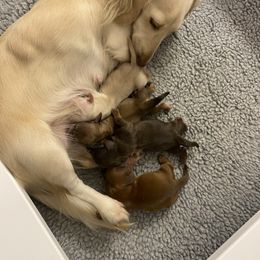 Dachshund Puppies from Channelledox