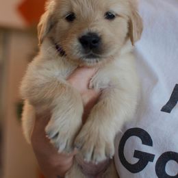 Golden Retriever Puppies from Dani’s Dawgs