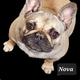 Nova - French Bulldog