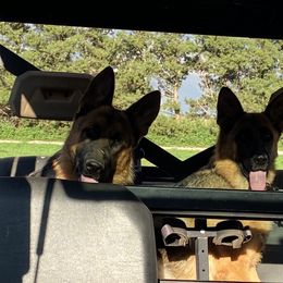 German Shepherd Puppies from Von Falkenberg German Shepherds, LLC