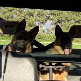 German Shepherd Puppies from Von Falkenberg German Shepherds, LLC