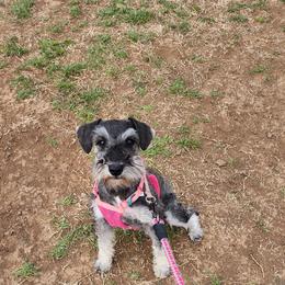 Phoebe - Miniature Schnauzer
