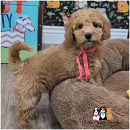 Henna - Mini Goldendoodle - OFA-Genetics-2 Yr Warranty. - Apricot female Goldendoodle puppy in Jeddo, Michigan from Apple Creek Doodles