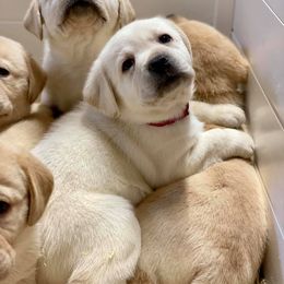 Labrador Retriever Puppies from Fairfax Pines English Labradors