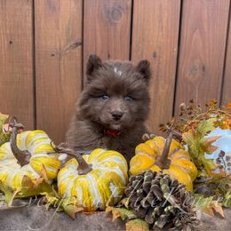 Bubbles - Red and white female Siberian Husky puppy in Tulsa, Oklahoma from EvergreenEliteKennel