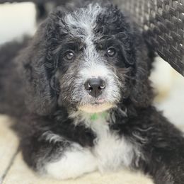 Oreo - Tri-color female Bernedoodle puppy in Kyle, Texas from BellaDoodles