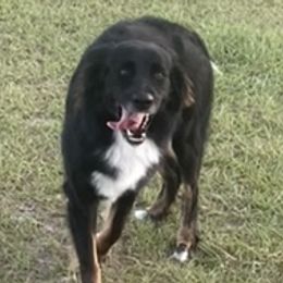 Australian Shepherds from Lovey-dovey Aussies