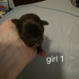Girl 1 - Brindle and white female Shorkie puppy in Bruceville, Indiana from Baby Girl’s Yorkies, Shih-Tzu, Shorkies
