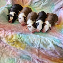 Boston Terrier Puppies from Honor Bound Boston Terriers