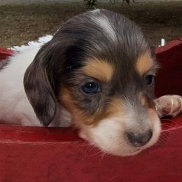 Milo - Blue and tan male Dachshund puppy in Bentonville, Arkansas from Boujee Buns Dachshunds