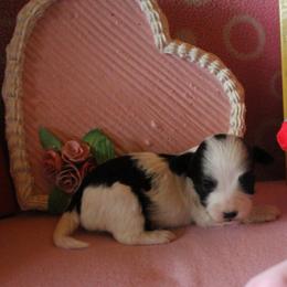 Aspen - Black and white female Havanese puppy in Sunriver, Oregon from Contigo Havanese