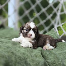 Dakota - Chocolate male Shih Tzu puppy in Turbotville, Pennsylvania from Melanie's Little Lions