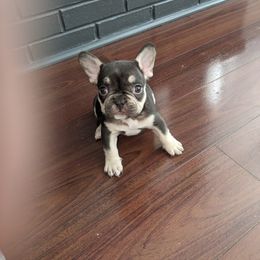 French Bulldog Puppies from Jgrfrenchies