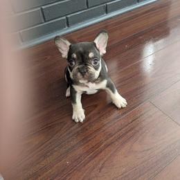 French Bulldog Puppies from Jgrfrenchies