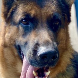 Rosa - German Shepherd