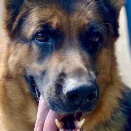 Rosa - German Shepherd