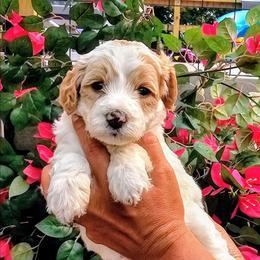 Aruba - Parti female Goldendoodle puppy in Forest, Ohio from Mini Doodle Buddies