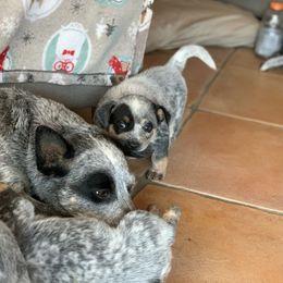 Australian Cattle Dog Puppies from Tin Roof Australian Cattle Dogs