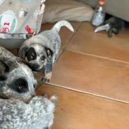 Australian Cattle Dog Puppies from Tin Roof Australian Cattle Dogs