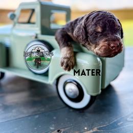 Mater - Phantom male Goldendoodle puppy in Ocoee, Tennessee from Liberty Creek Farms