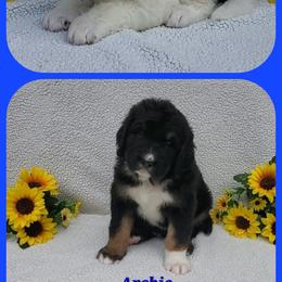 Bernedoodle Puppies from Foothills Family Doodles
