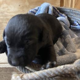 Black male 5 - Black male Labrador Retriever puppy in Falls City, Nebraska from Bassett Hounds & Labradors
