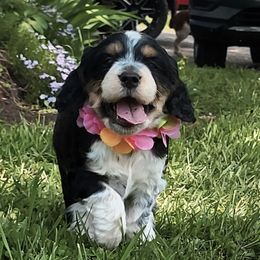 Juniper (Now Annie) - Black white and tan female English Springer Spaniel puppy in Derby, Vermont from Ledge N' Tree English Springer Spaniels