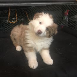 Australian Shepherd Puppies from Big Sky Aussies