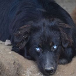 Peanut - Australian Shepherd