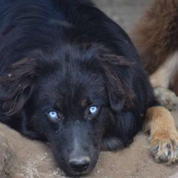 Peanut - Australian Shepherd