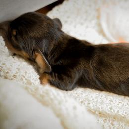 Dachshund Puppies from V.C. Weenies