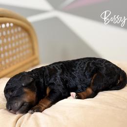 Bossy - Phantom female Poodle puppy in Dallas, Texas from Cityscape Moyen Poodles